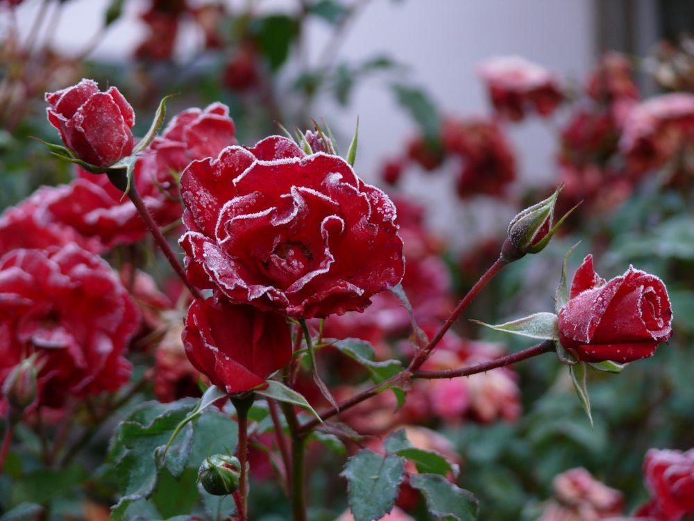 winterhart rose