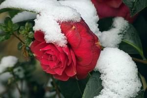 Winterschutz für Pflanzen