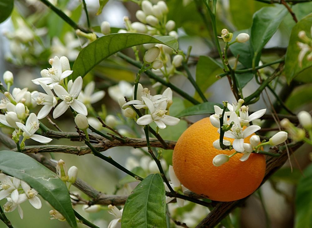 Orange im Blütenmeer (Foto: Sabine Schnell)