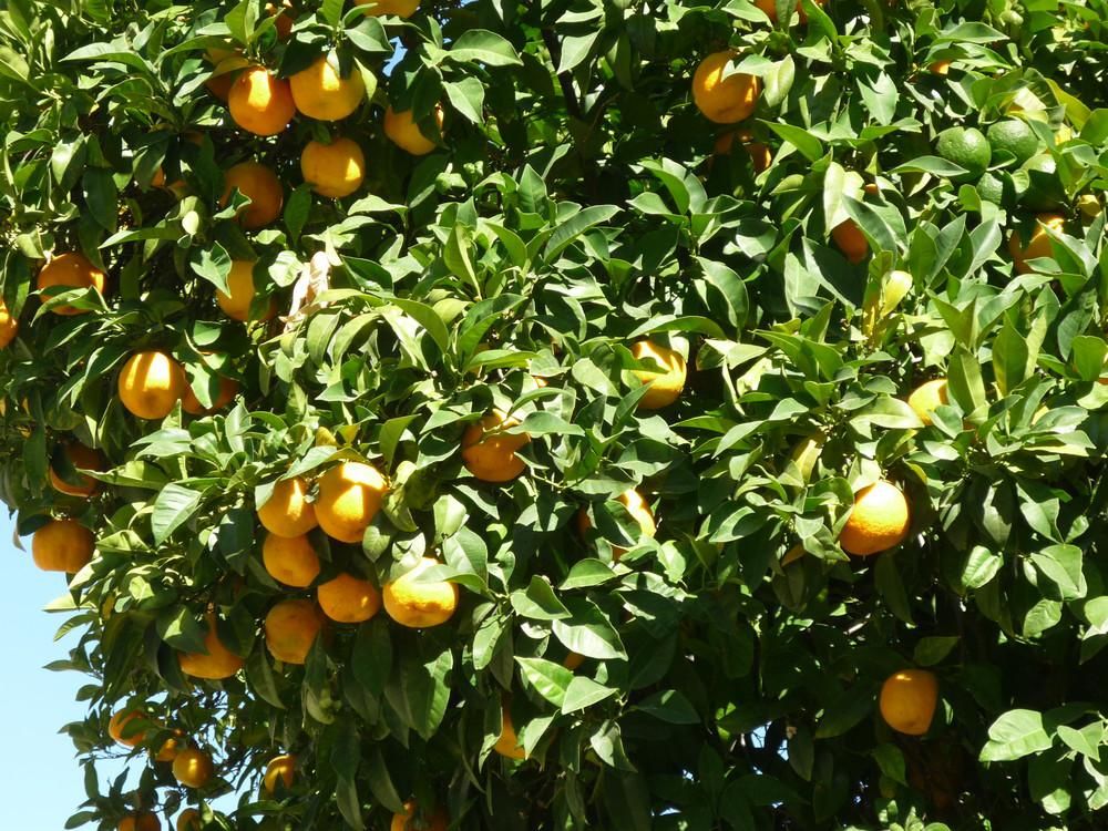 Orangenbaum (Foto: Hans Dieter Cremer)