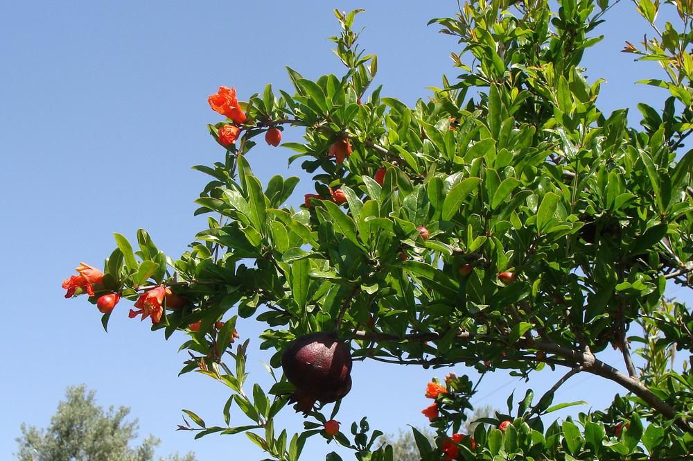 Mediterrane Früchte