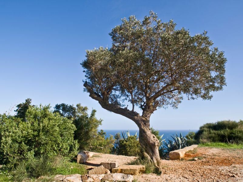 Olivenbäume überwintern