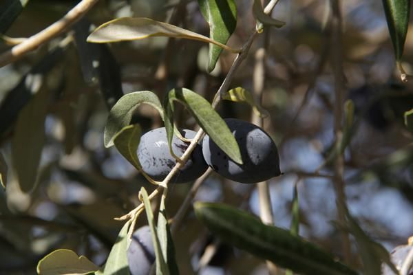 Winterschutz für Kübelpflanzen - Reife Oliven am Baum