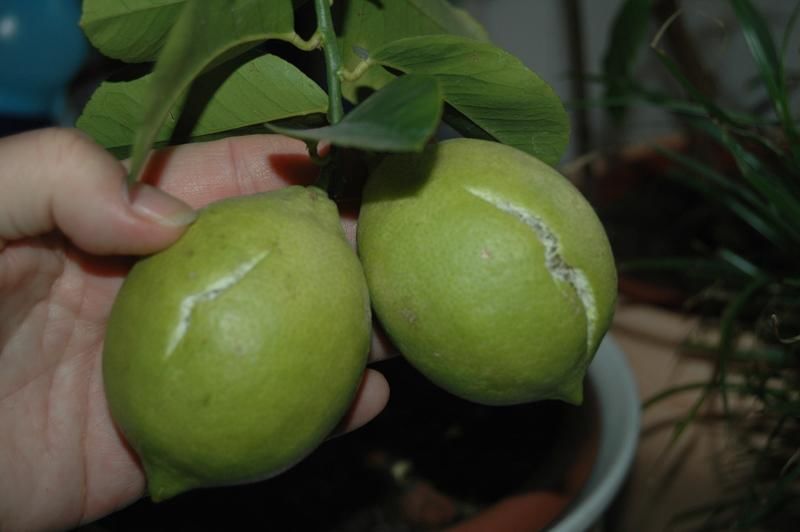 Zitronenbaum Pflege