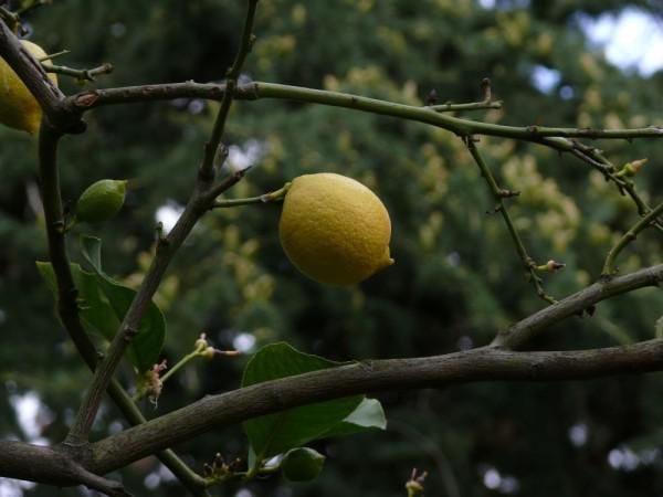 Zitronenbaum verliert Blätter