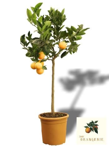 Der Orangenbaum