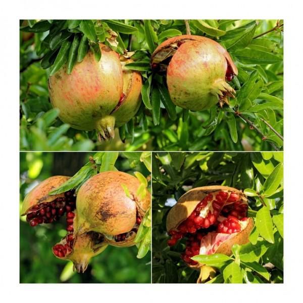 Granatapfelbaum kaufen