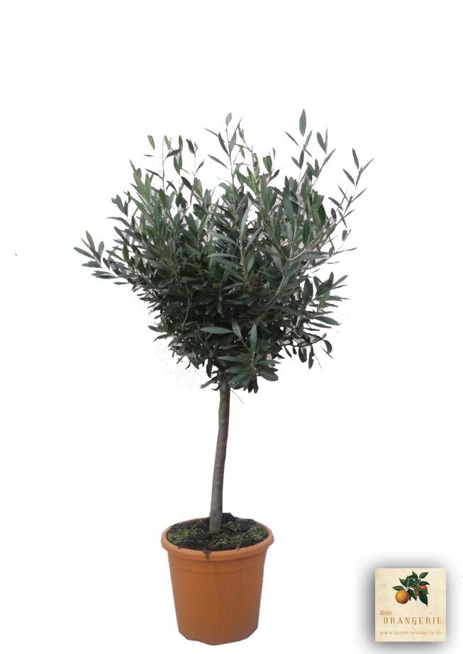 Olivenbaum als Hochzeitsgeschenk
