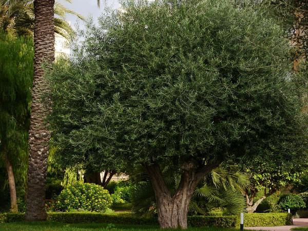 Olivenbaum pflanzen
