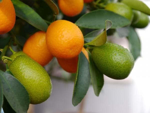 Kumquat überwintern