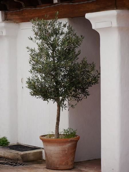 Olivenbaum umtopfen