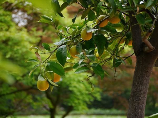 Orangenbaum schneiden