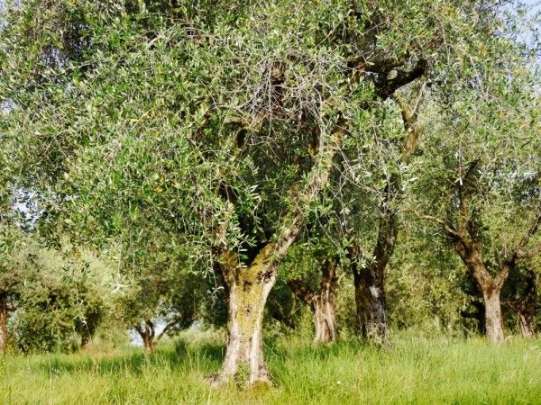 Olivenbaum auspflanzen