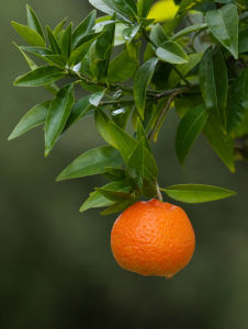 Bei richtiger Überwinterung genießen Sie die Früchte der Clementine