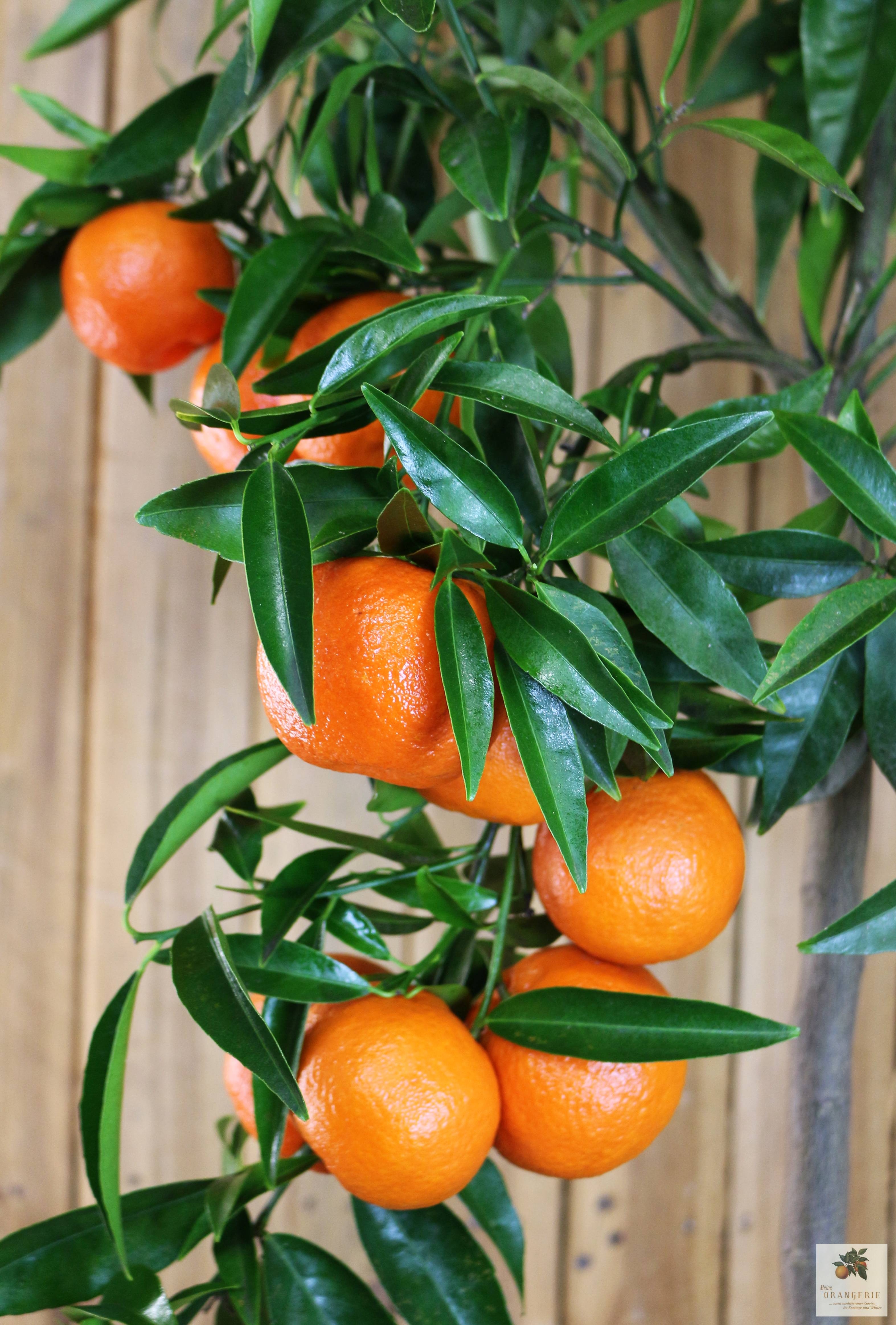 Clementinenbaum [Grande] - Citrus clementina / Citrus reticulata 'Clementine'