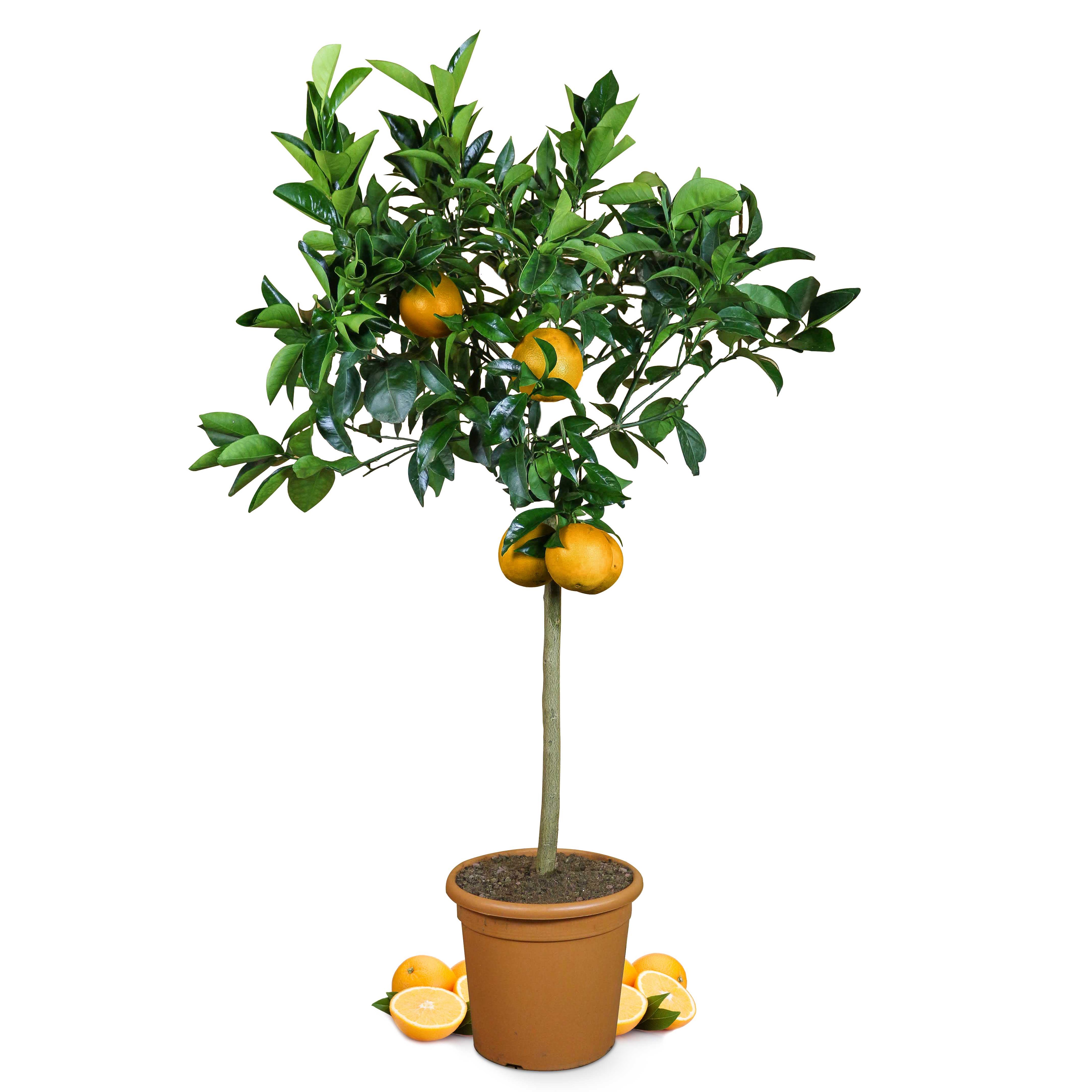 Orangenbaum [Grande] - Citrus Sinensis - Apfelsine