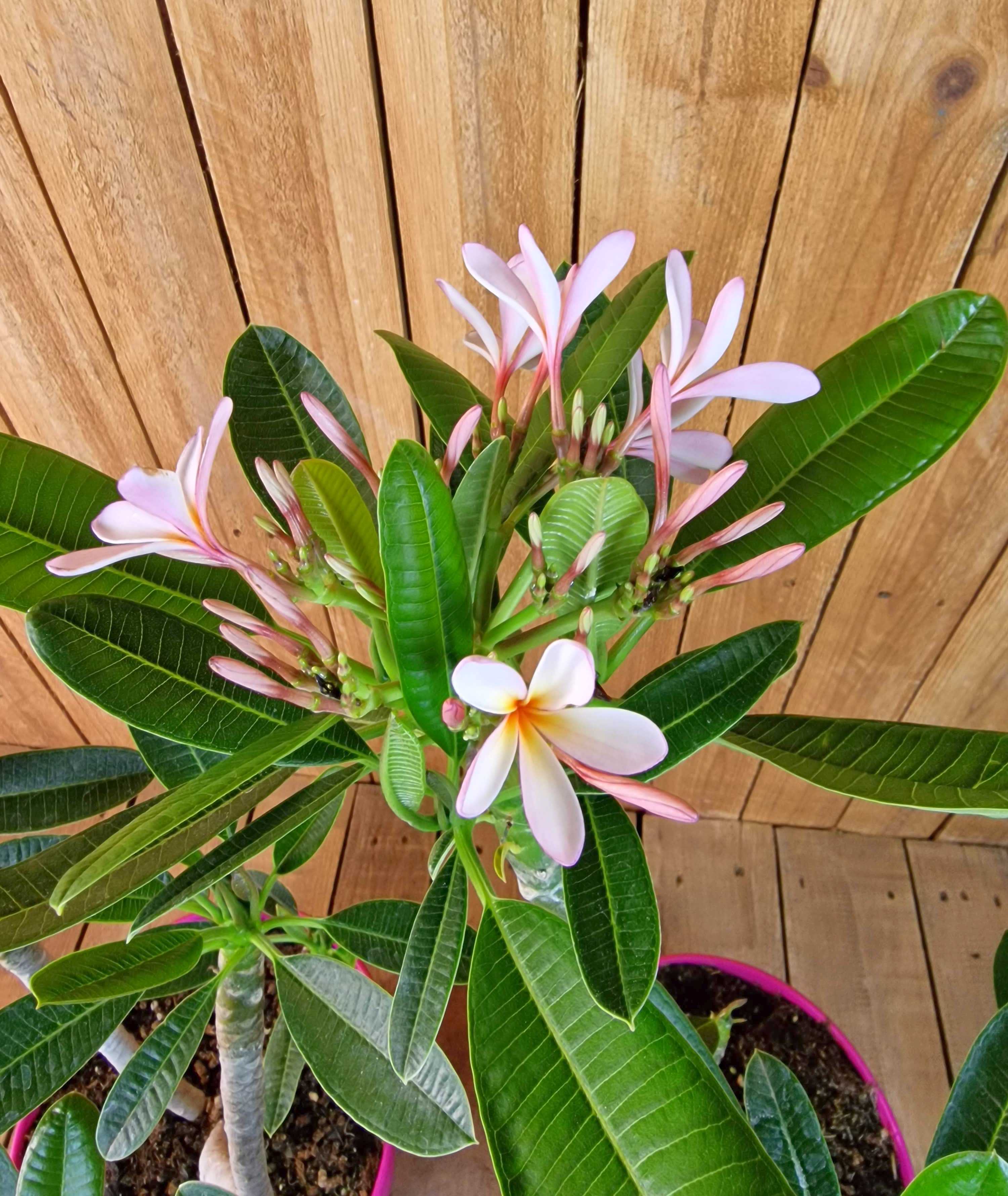 Frangipani "Singapore" Ø 20  - Plumeria rubra - Pomelia