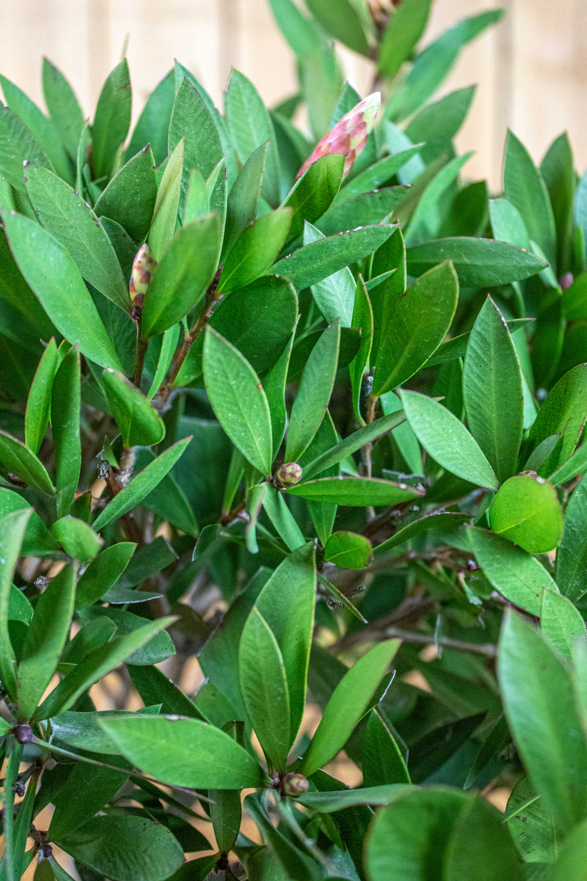 Zylinderputzer Stamm [Mezzo] - Callistemon Citrinus 