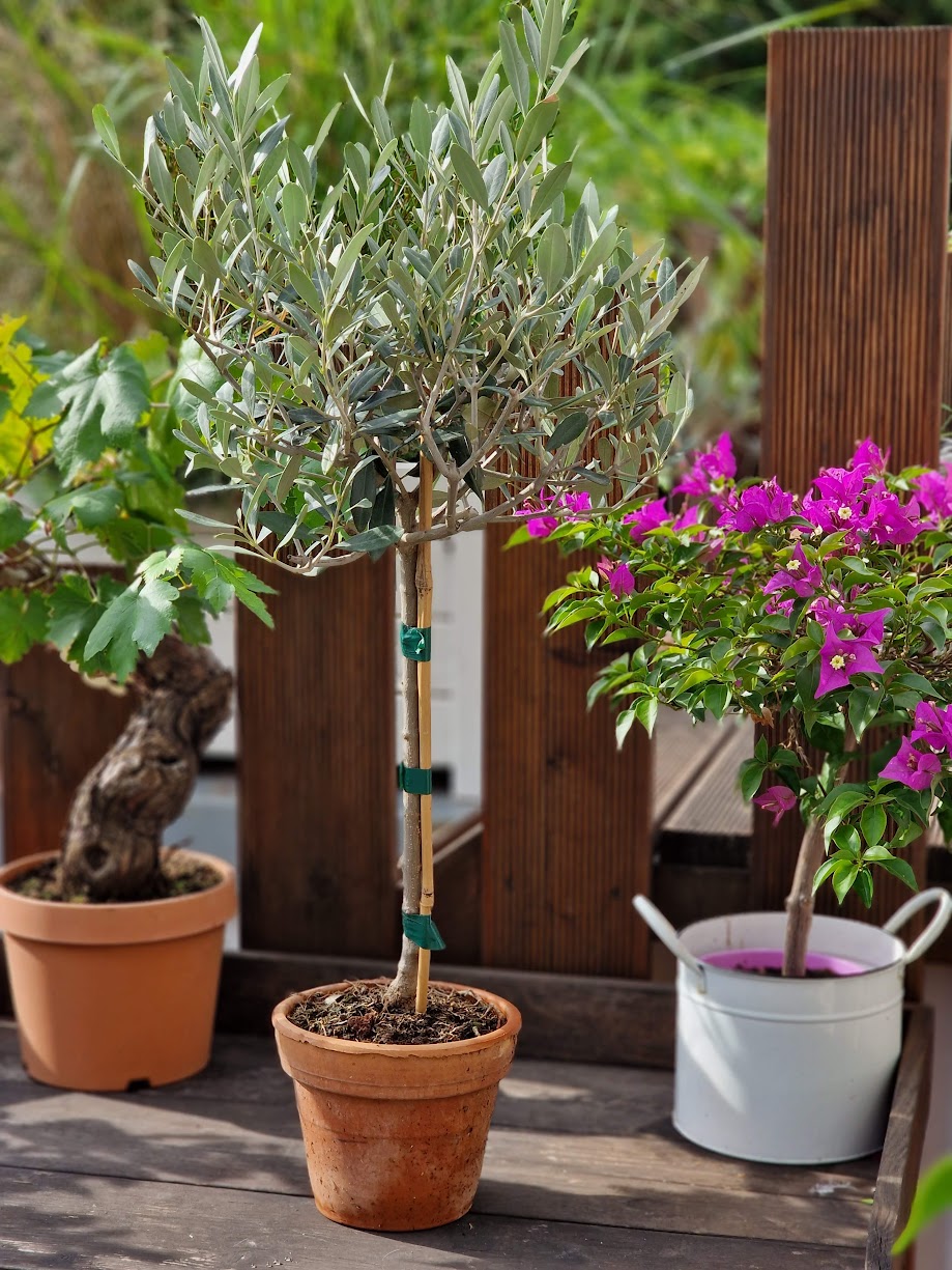 Olivenbaum "Piccolo" - Stämmchen im Terracotta-Topf 