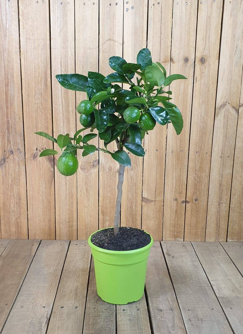 Tahiti Limette - Persische Limette - Citrus Latifolia