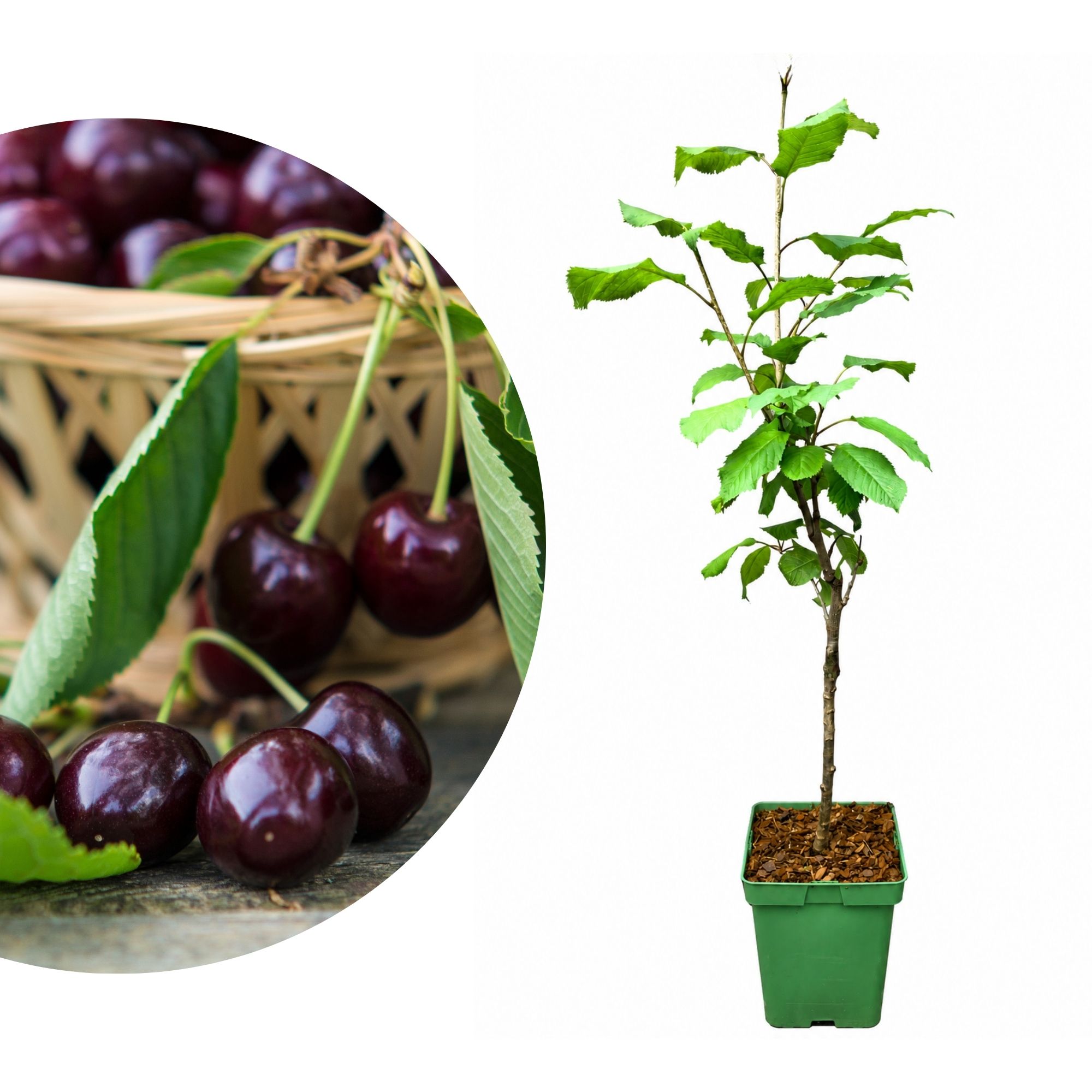BIO Zwergobst Stämmchen Kirsche 'Kordia' - Zwergkirsche - Kirschbaum - Prunus Avium Kordia