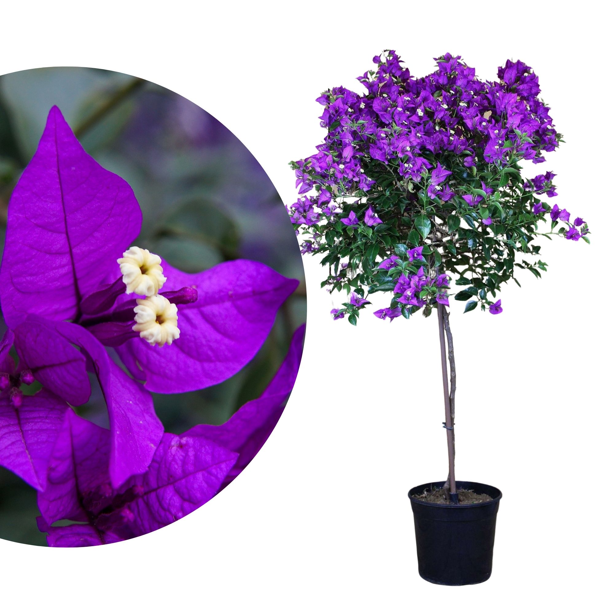 Bougainvillea Stamm [Grande]