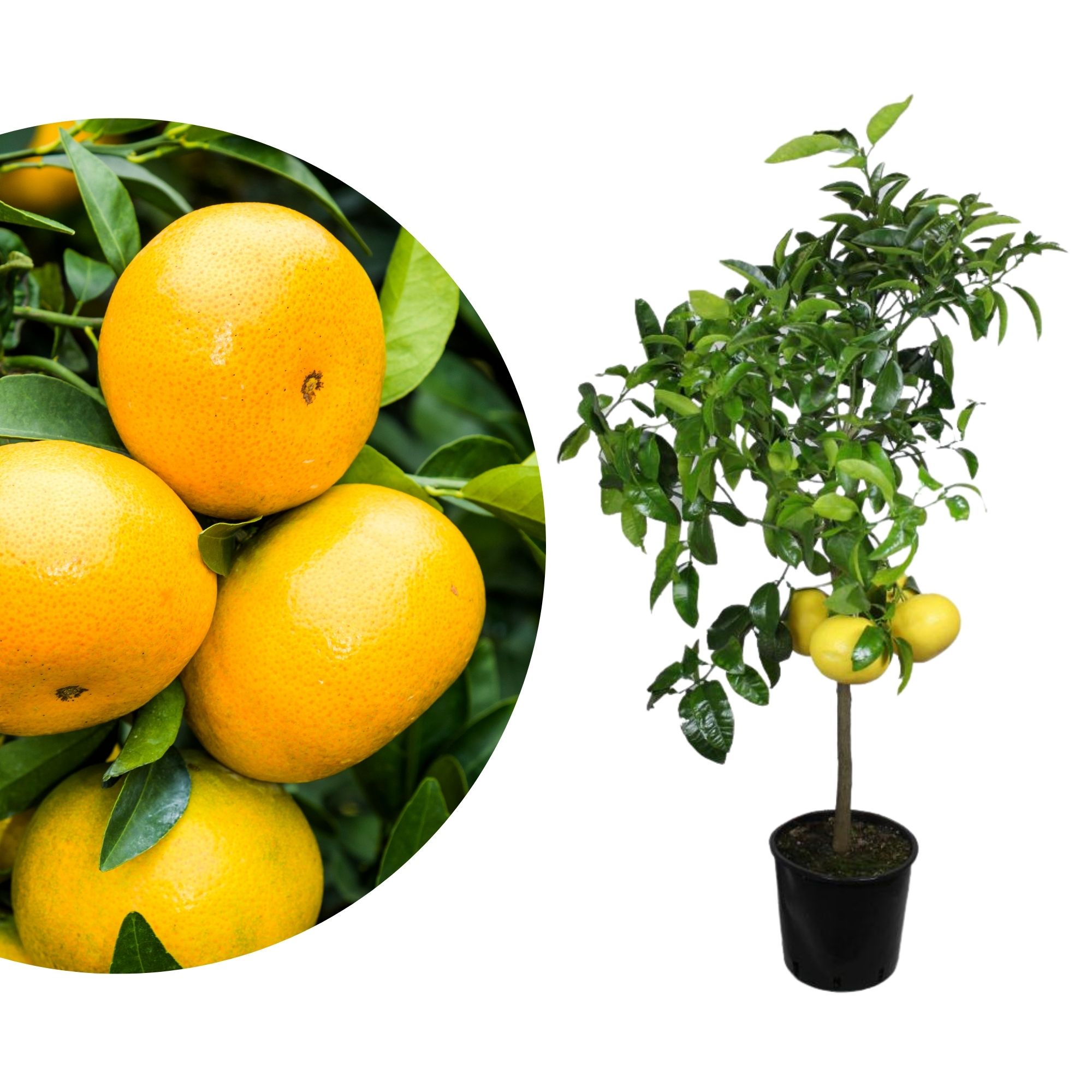 Grapefruit [Grande] - Citrus paradisi