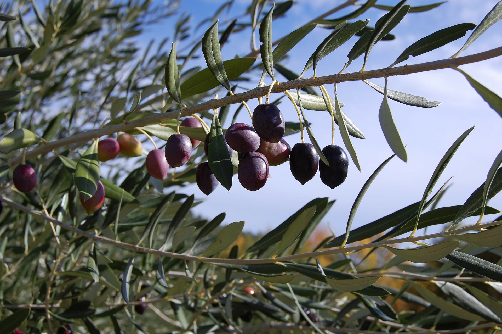 Olivenbaum [Grande] - Olea europaea - echte Olive