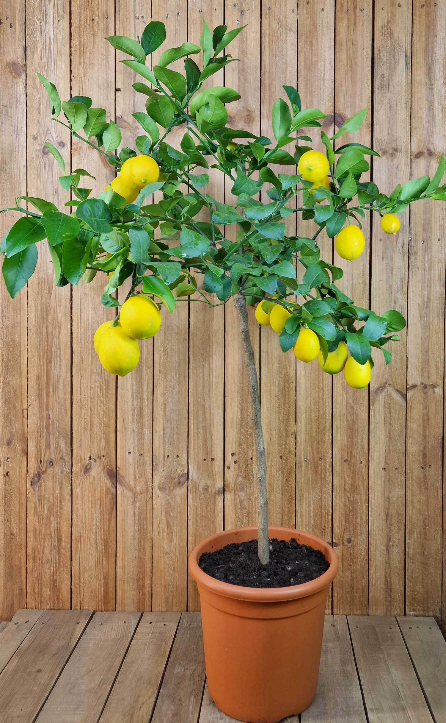 Meyer Zitrone - Citrus Limon 'meyeri' - Meyer Lemon
