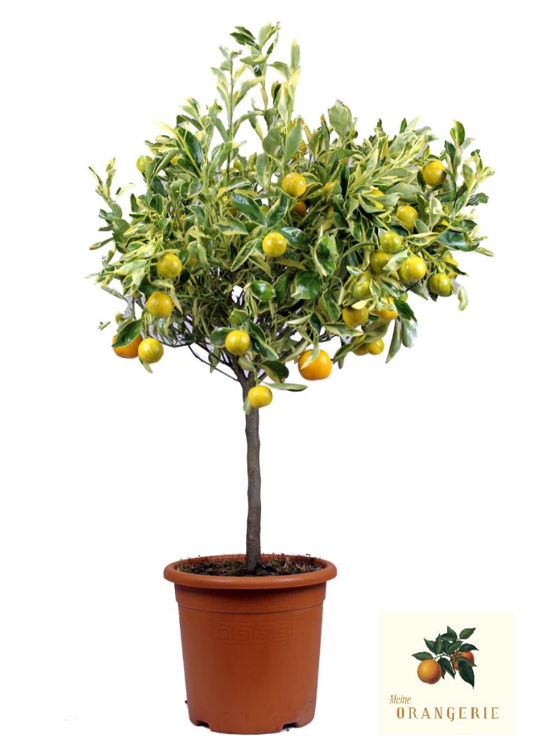 Calamondin "Panaché" - Buntlaubige Calamondin - Citrus mitis 'variegata'