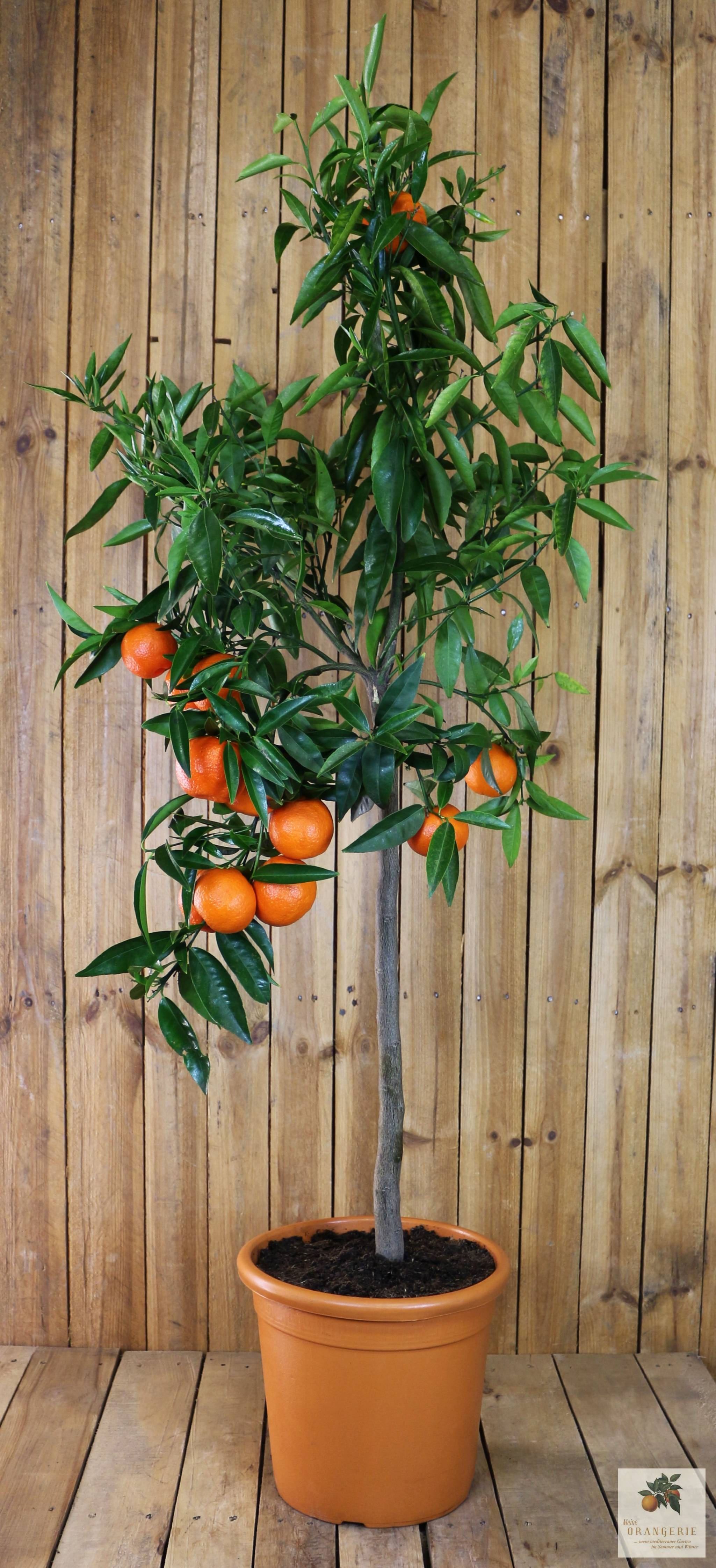 Clementinenbaum [Grande] - Citrus clementina / Citrus reticulata 'Clementine'