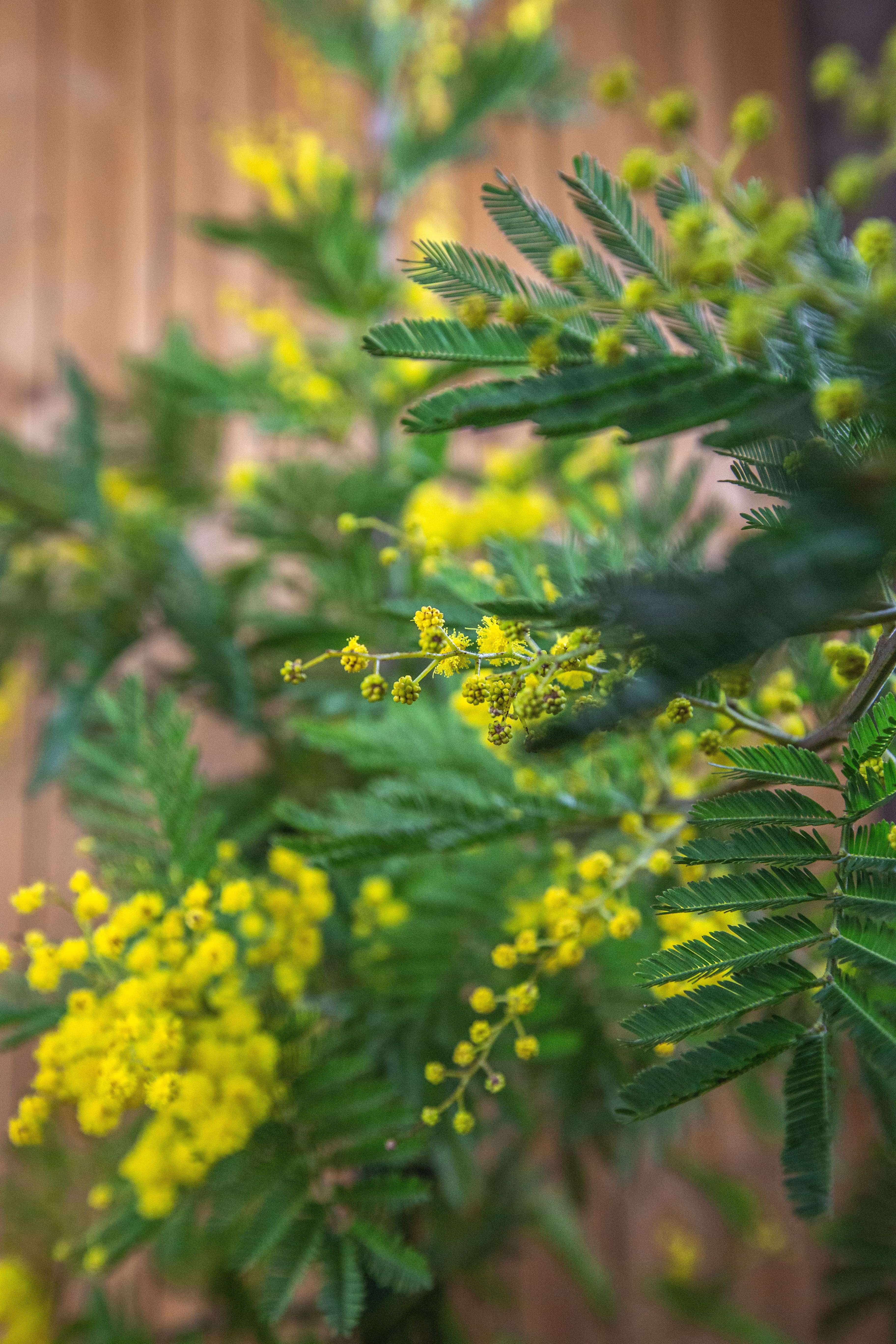 Wintermimose Busch - Mimosa 'Gaulois Astier' - Acacia dealbata - Silberakazie