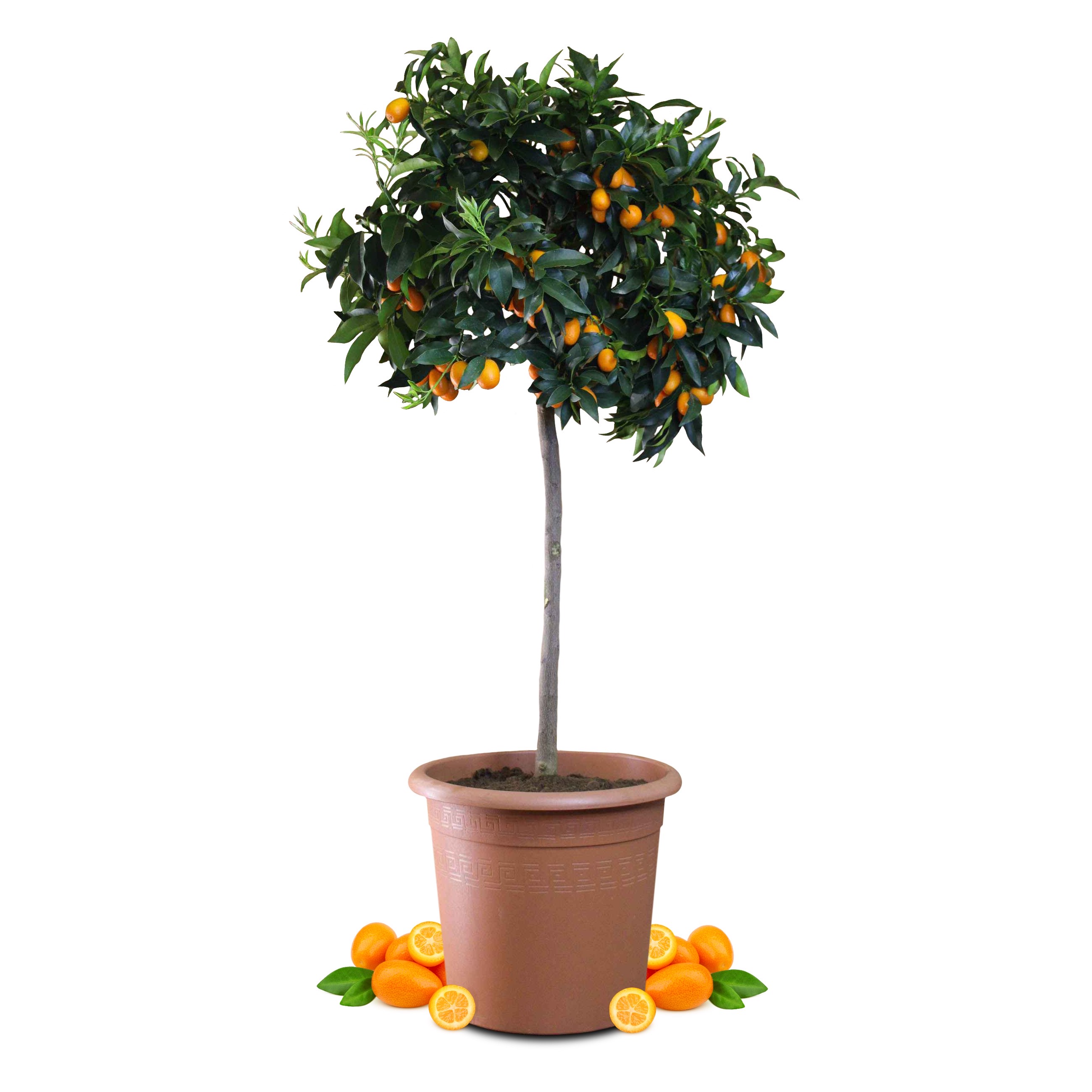 Kumquat [Molto Grande] - Citrus japonica - Fortunella margarita