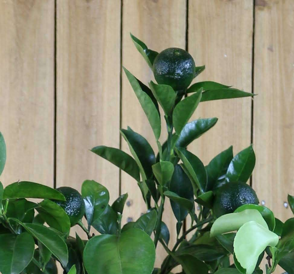 Bitterorange - Pomeranze - Citrus aurantium
