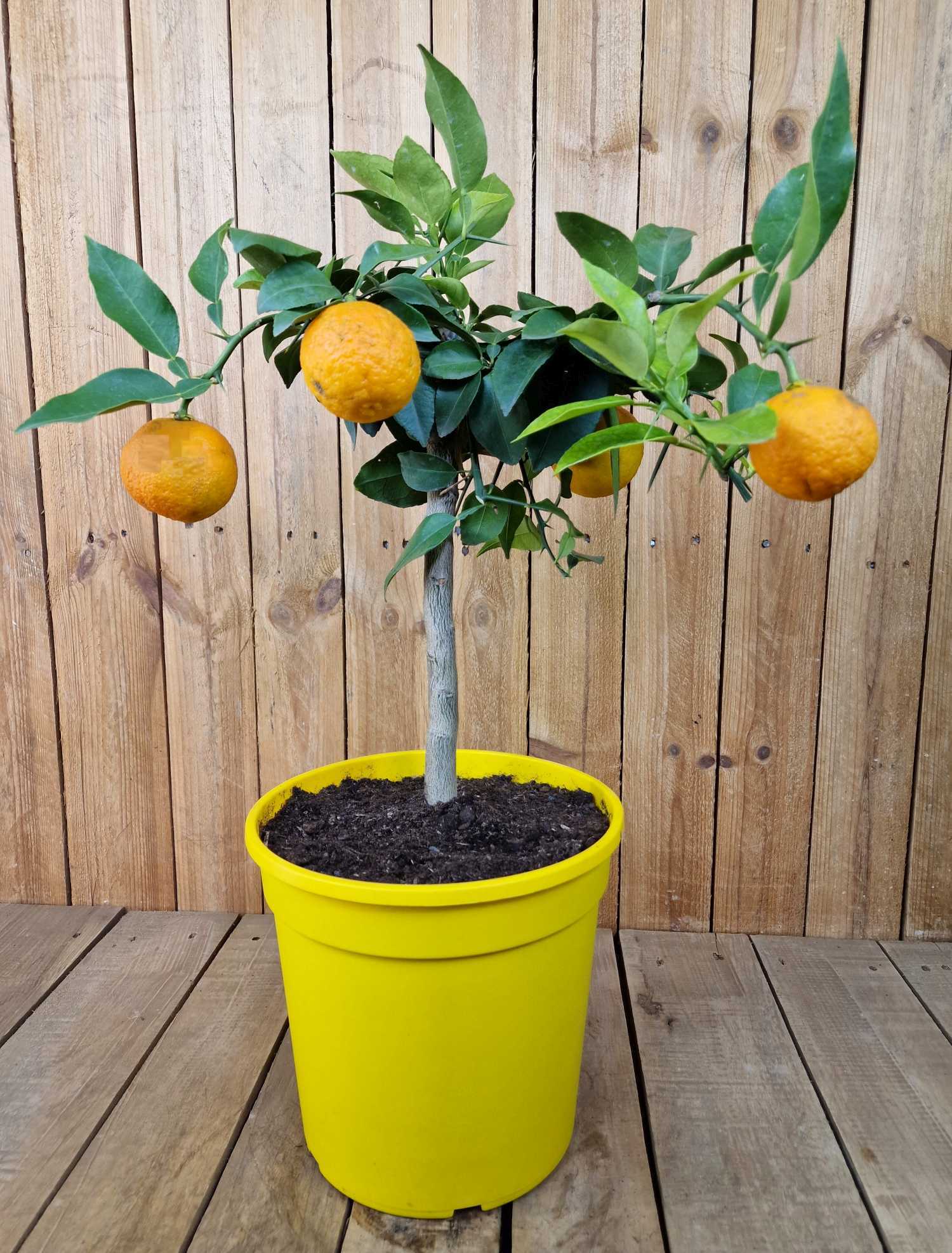 Yuzu 'Mezzo' - Citrus junos -  [Citrus ichangensis × Citrus reticulata]