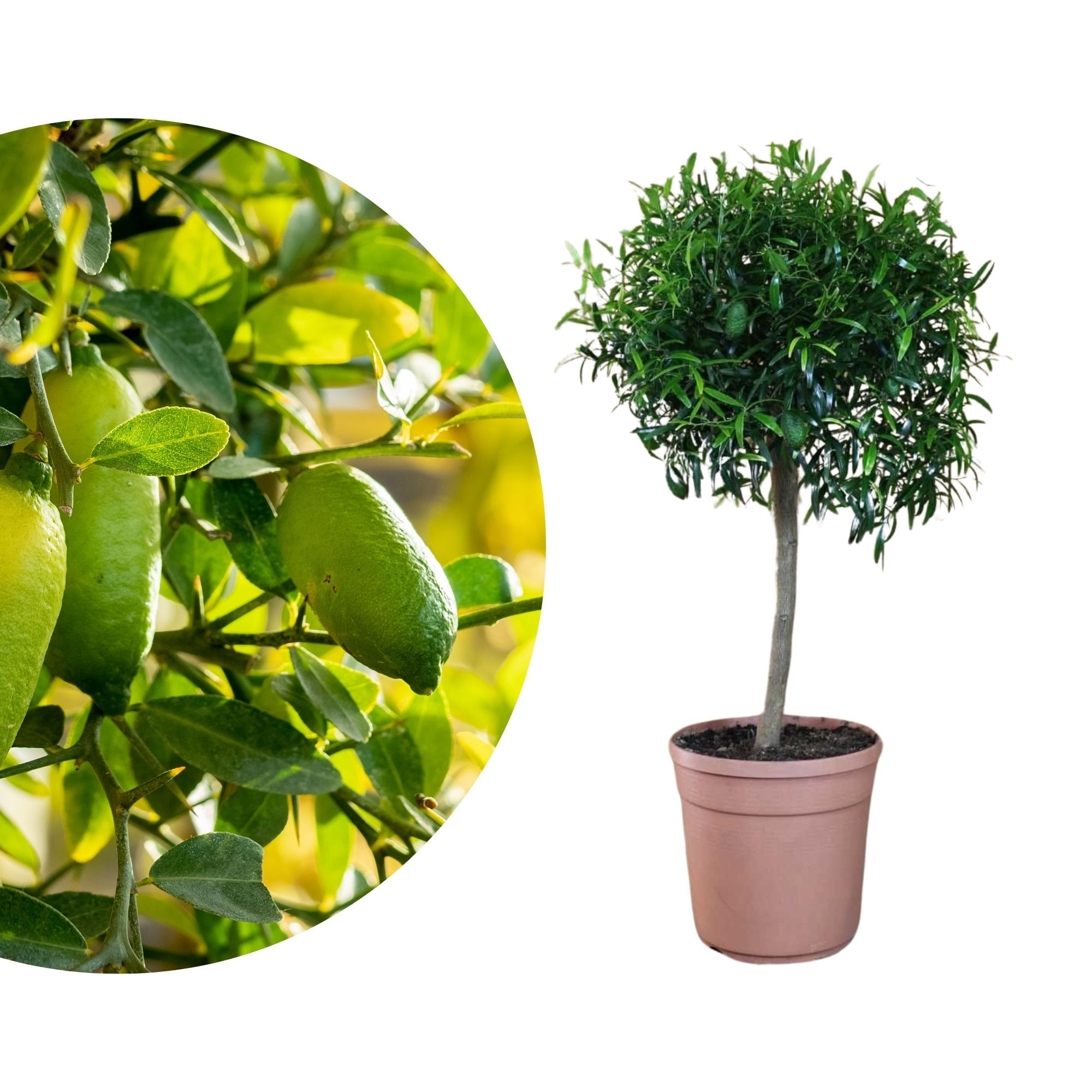 Fingerlimette Papuana - Microcitrus Papuana Fingerlimette Papuana - Microcitrus Papuana