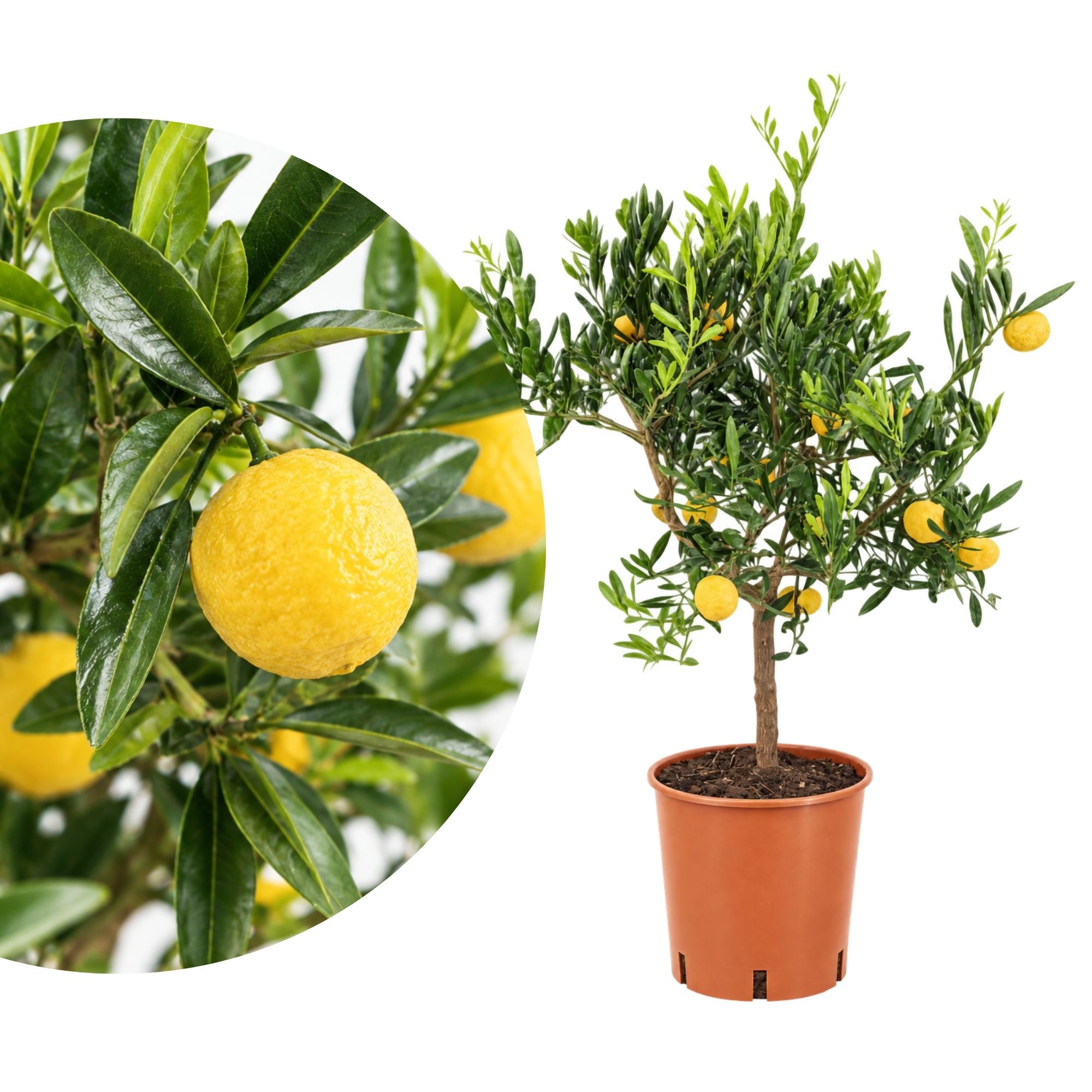 Fingerlimette Papuana - Microcitrus Papuana