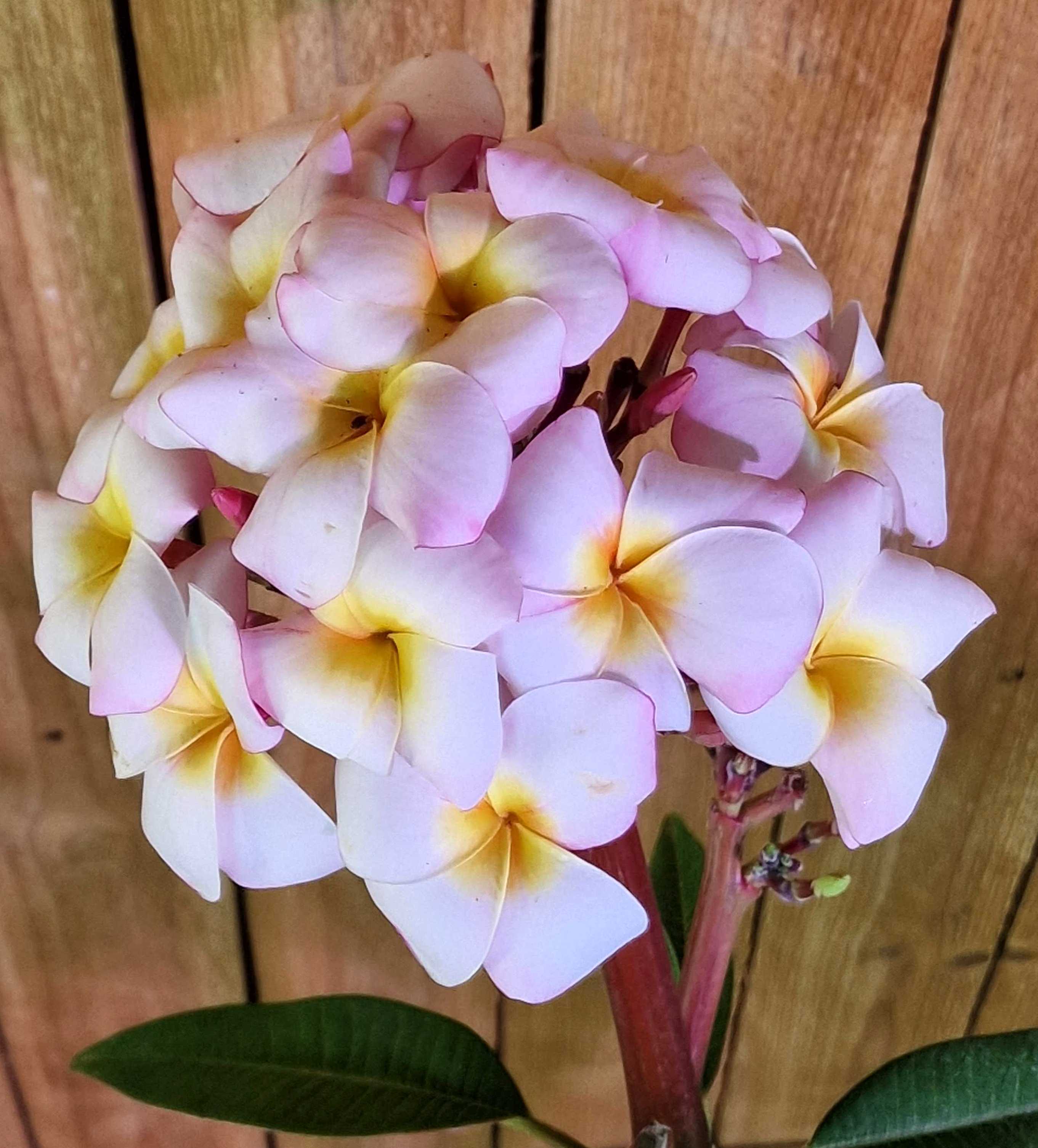 Frangipani "Mini White" Ø 20  - Plumeria rubra - Pomelia