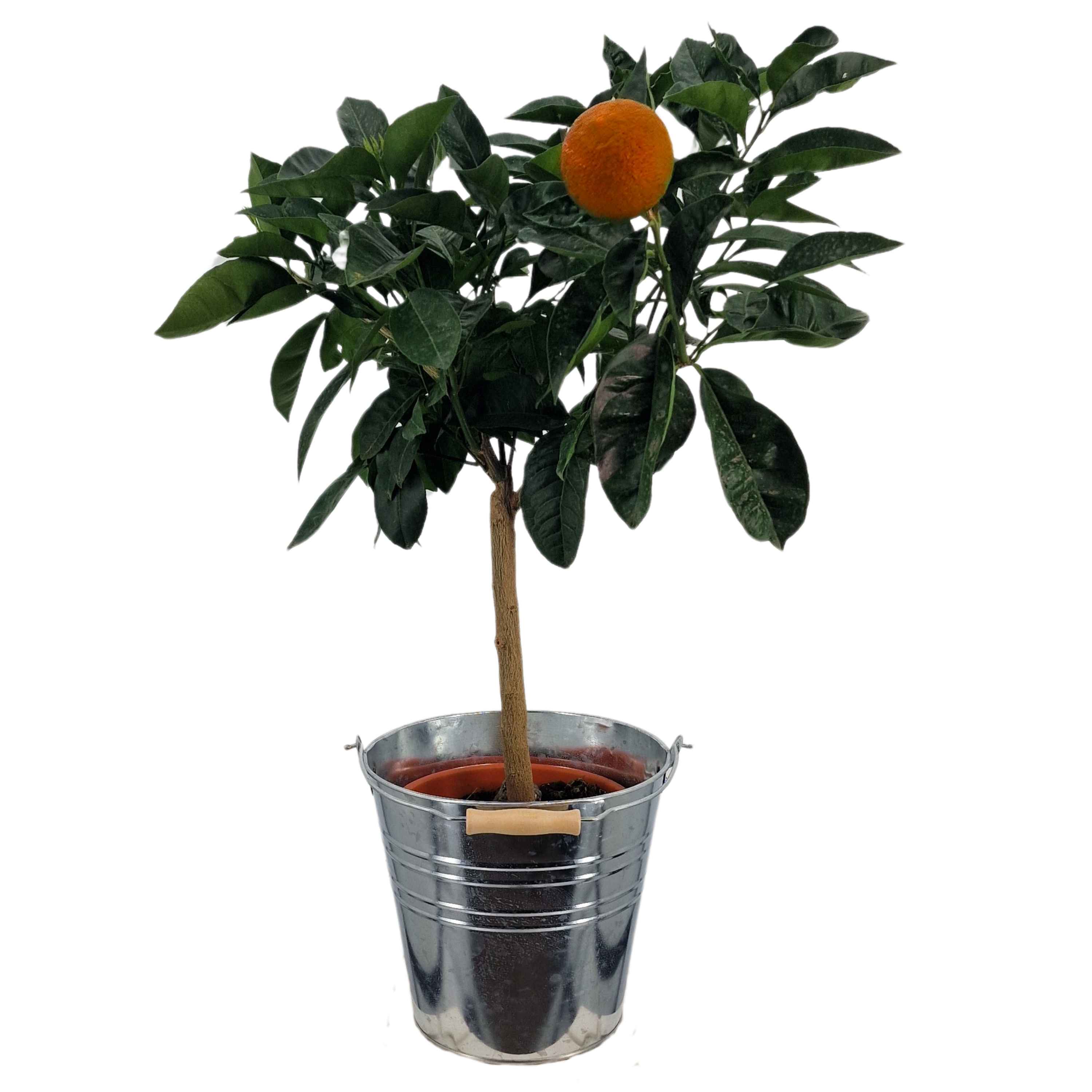 Orange [Mezzo] in Zinkeimer - Citrus sinensis - Apfelsine