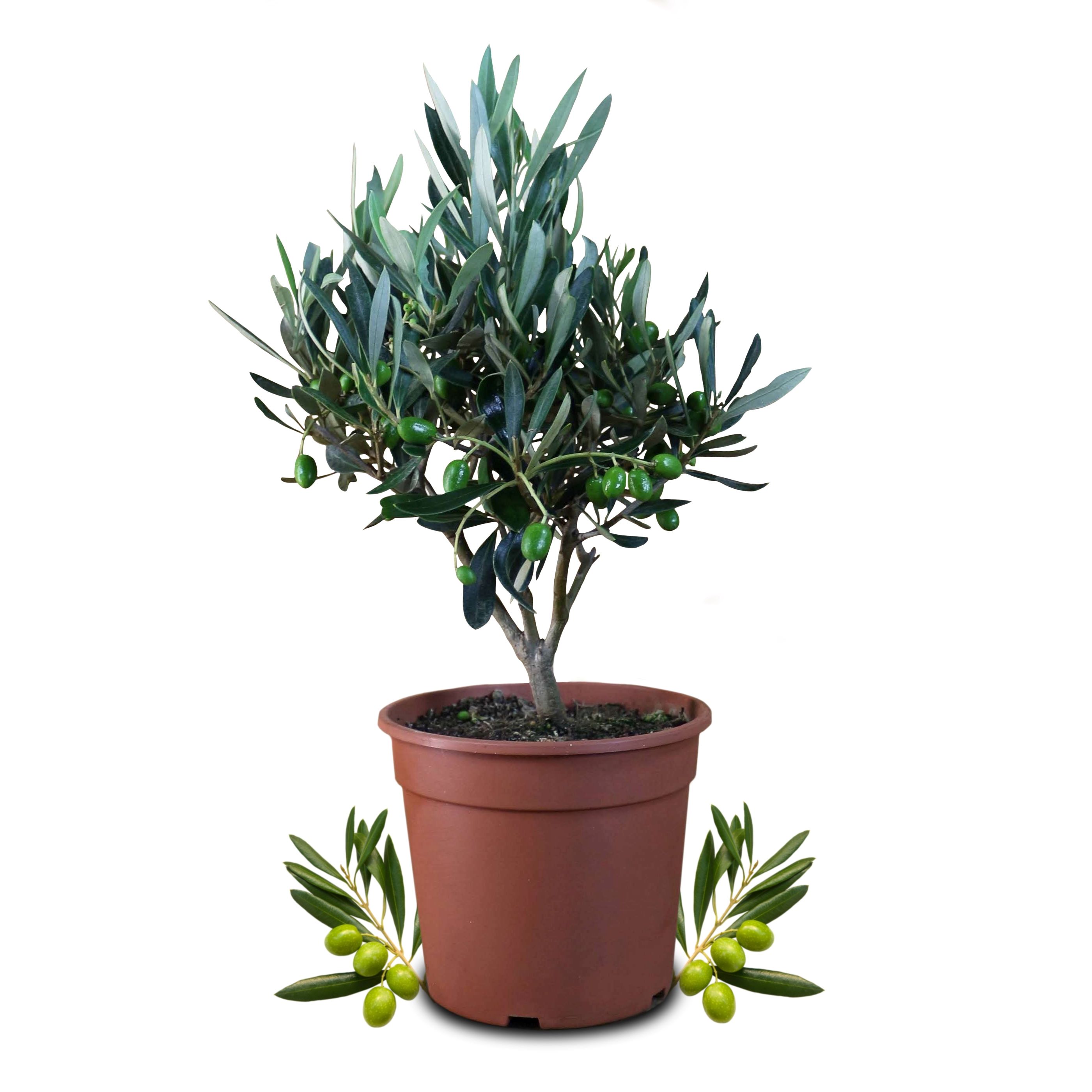 Olivenbaum [Piccolino] - Olea europaea - echte Olive