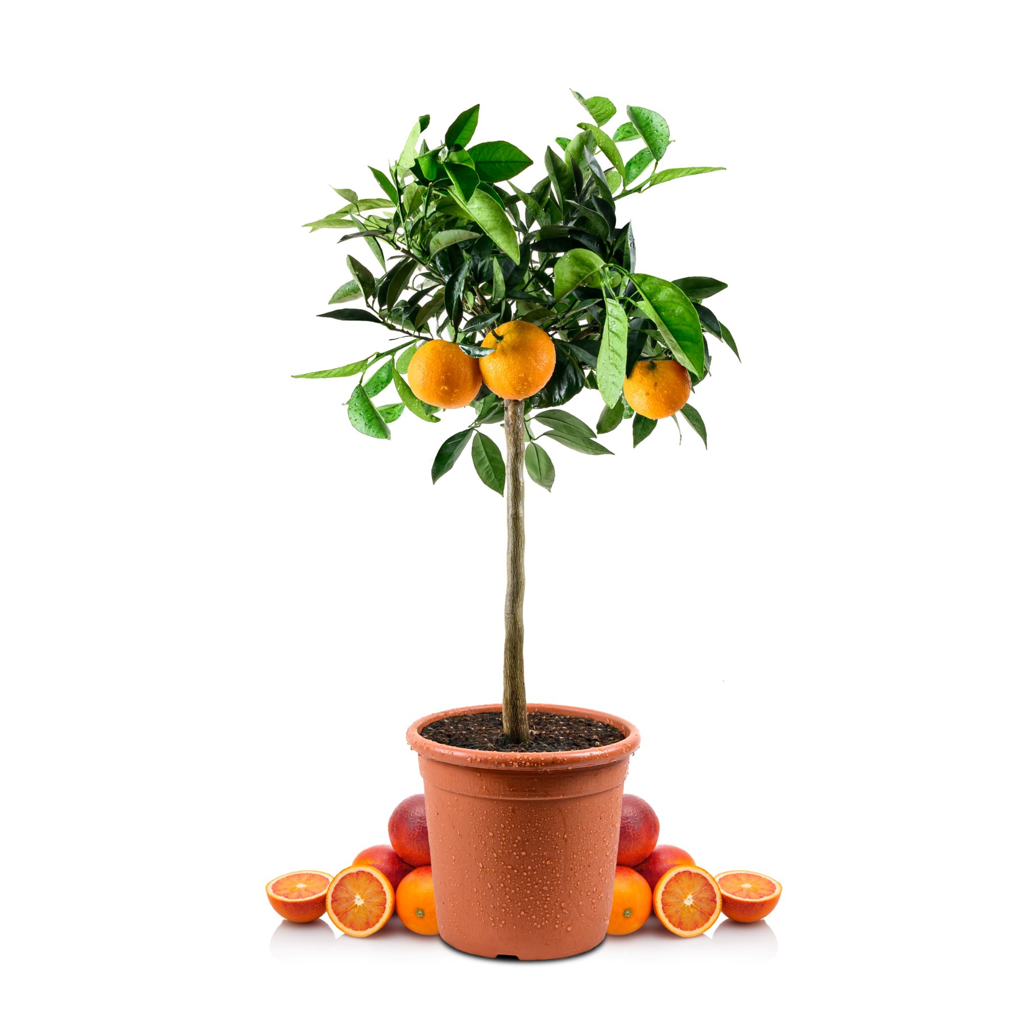 Blutorangenbaum Tarocco - Citrus Sinensis 'Tarocco'