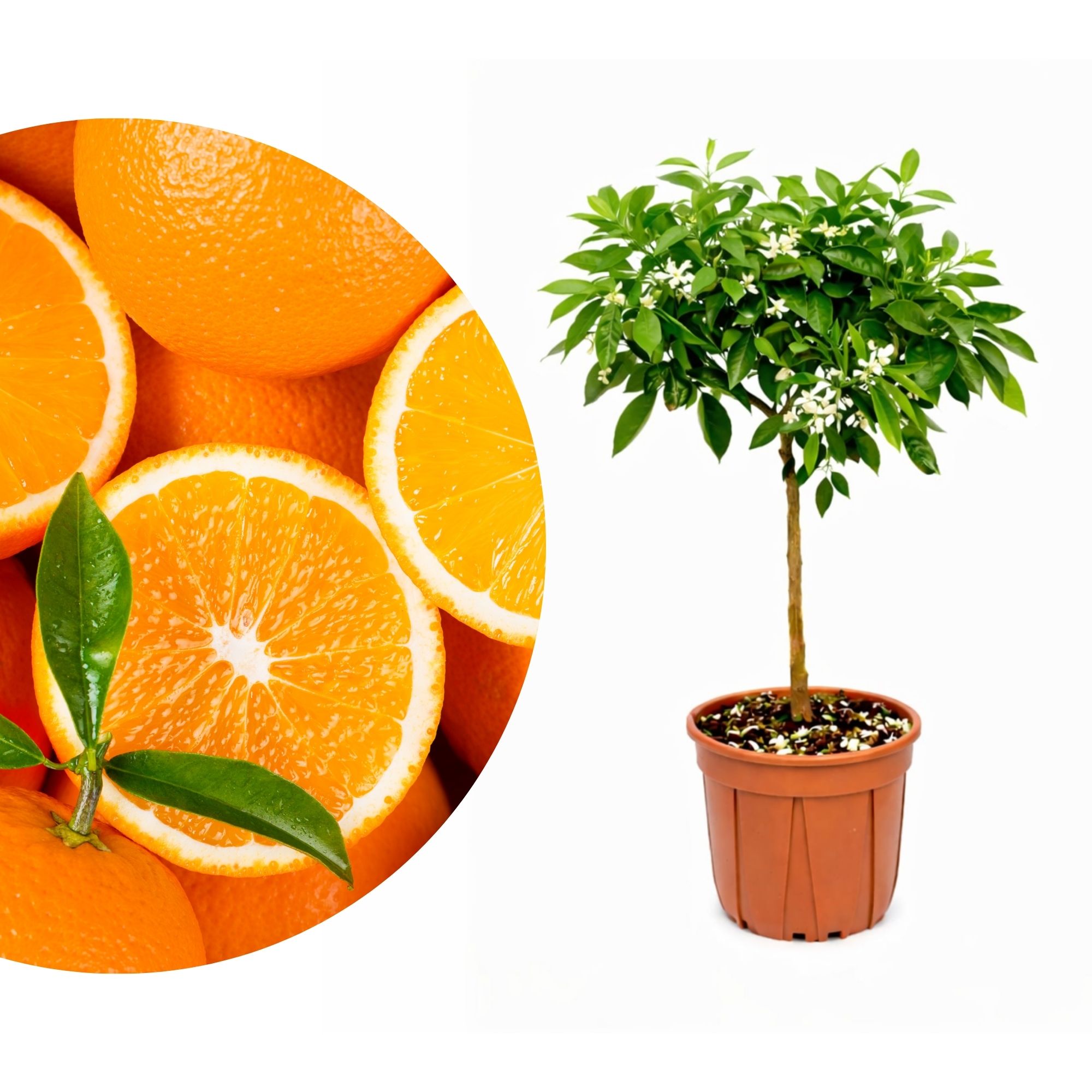 Orangenbaum - Sonder-Sorte: 'Washington'