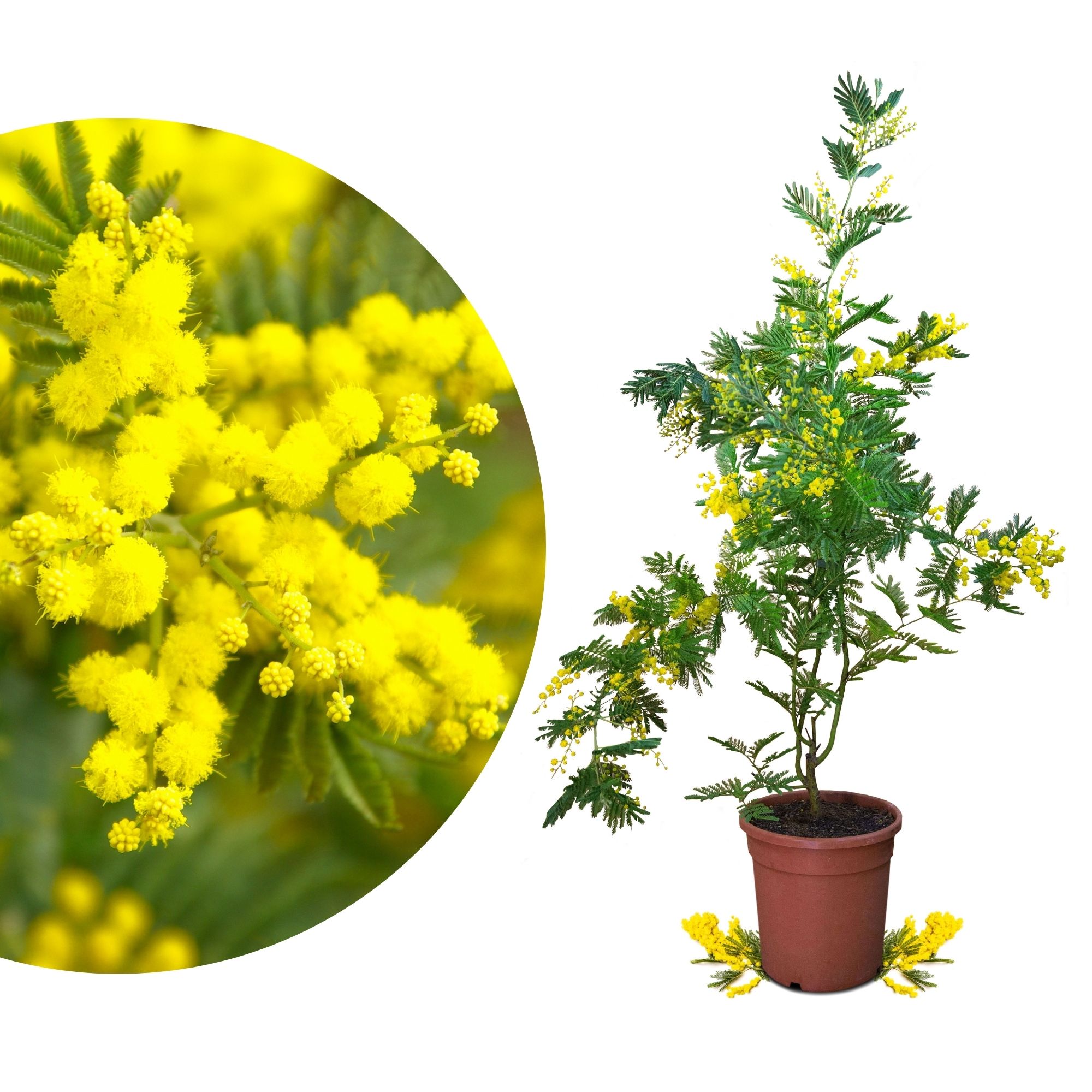 Wintermimose - Mimosa 'Gaulois Astier' - Acacia dealbata - Silberakazie