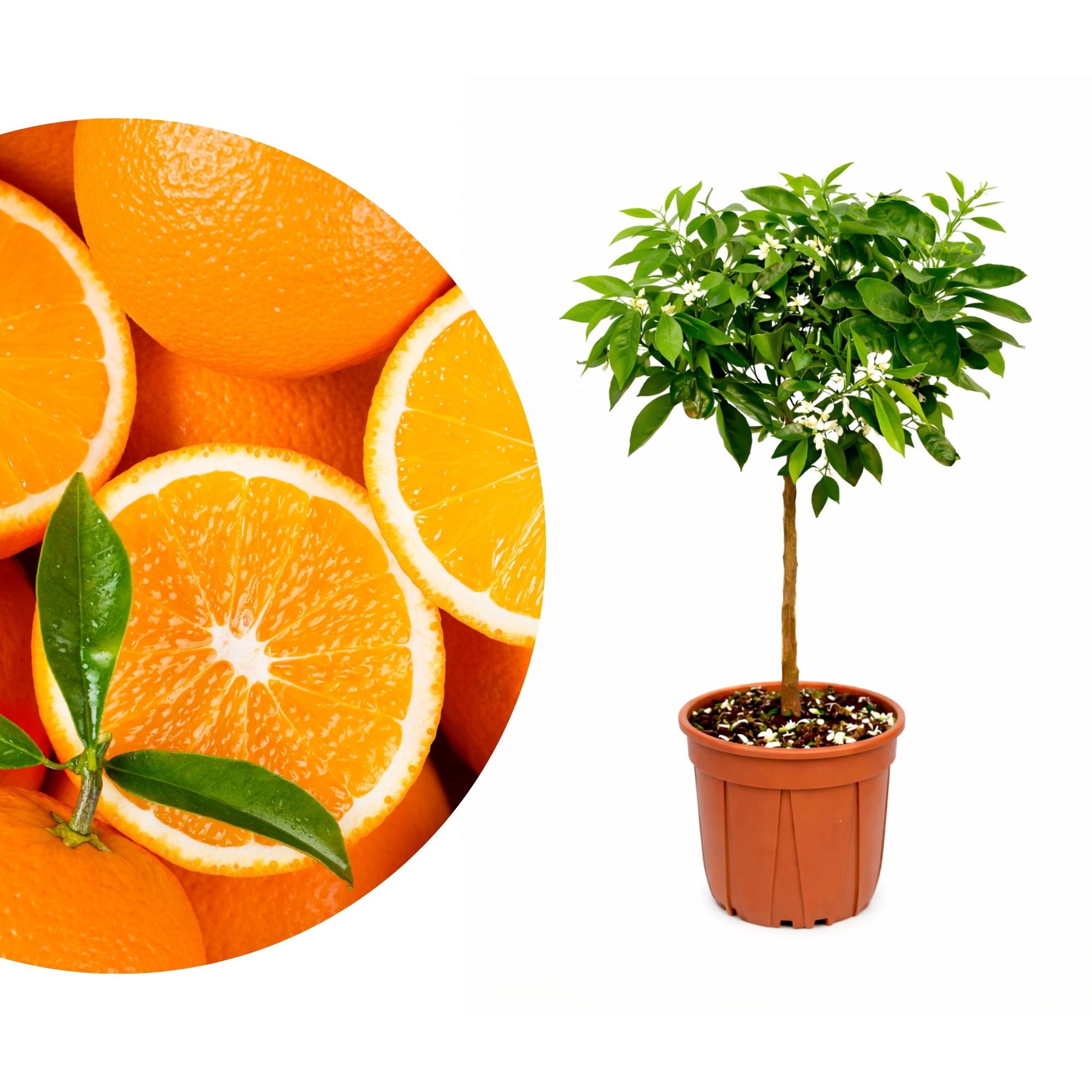 Orangenbaum - Sonder-Sorte: 'Ovale Calabrese'