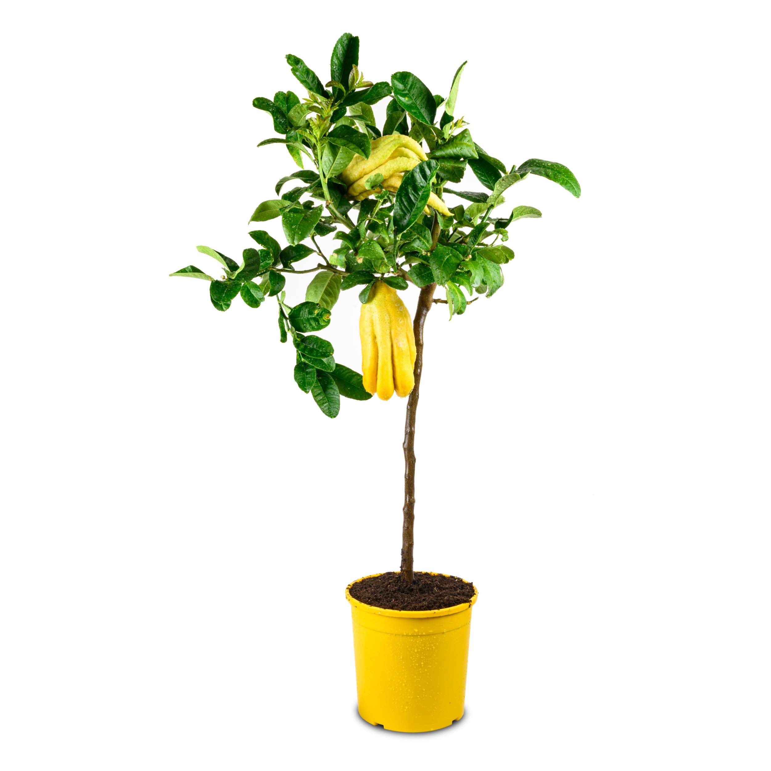 Buddhas Hand Zitrone [Grande] - Citrus medica ‘Digitata’ - Mano di Buddha