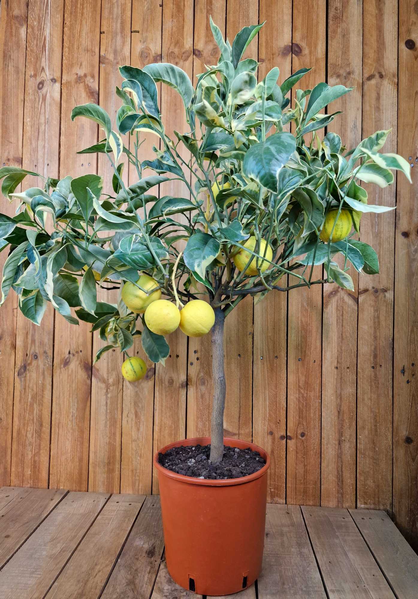 Orangenbaum "Panaché" - Buntlaubige Orange - Arancio variegato