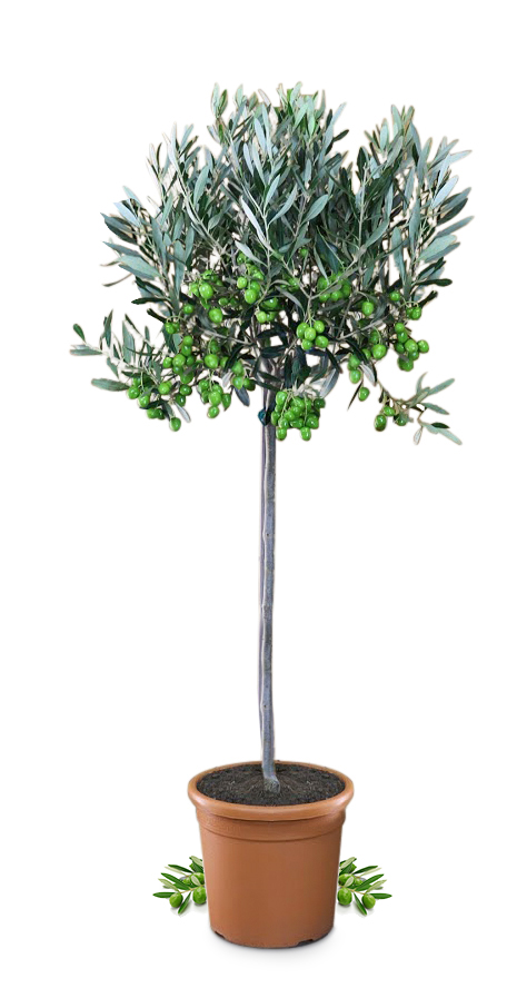 Olivenbaum [Mezzo] - Olea europaea - echte Olive