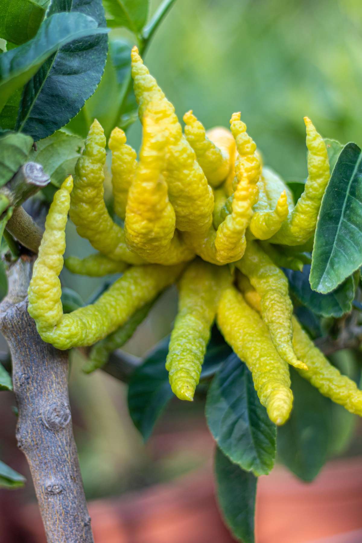 Buddhas Hand Zitrone [Mezzo] - Citrus medica ‘Digitata’ - Mano di Buddha