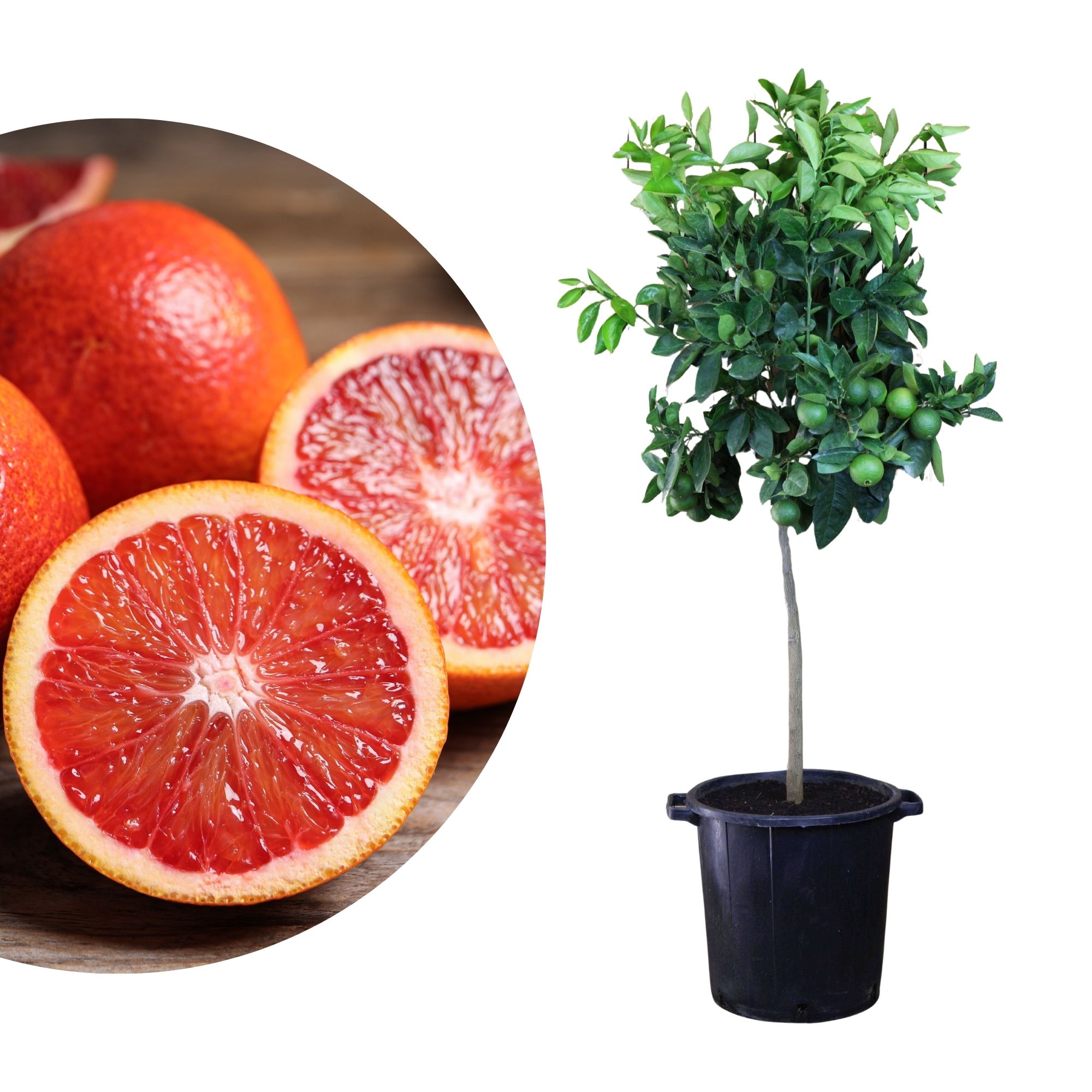 Blutorangenbaum Sanguinello [Molto Grande]