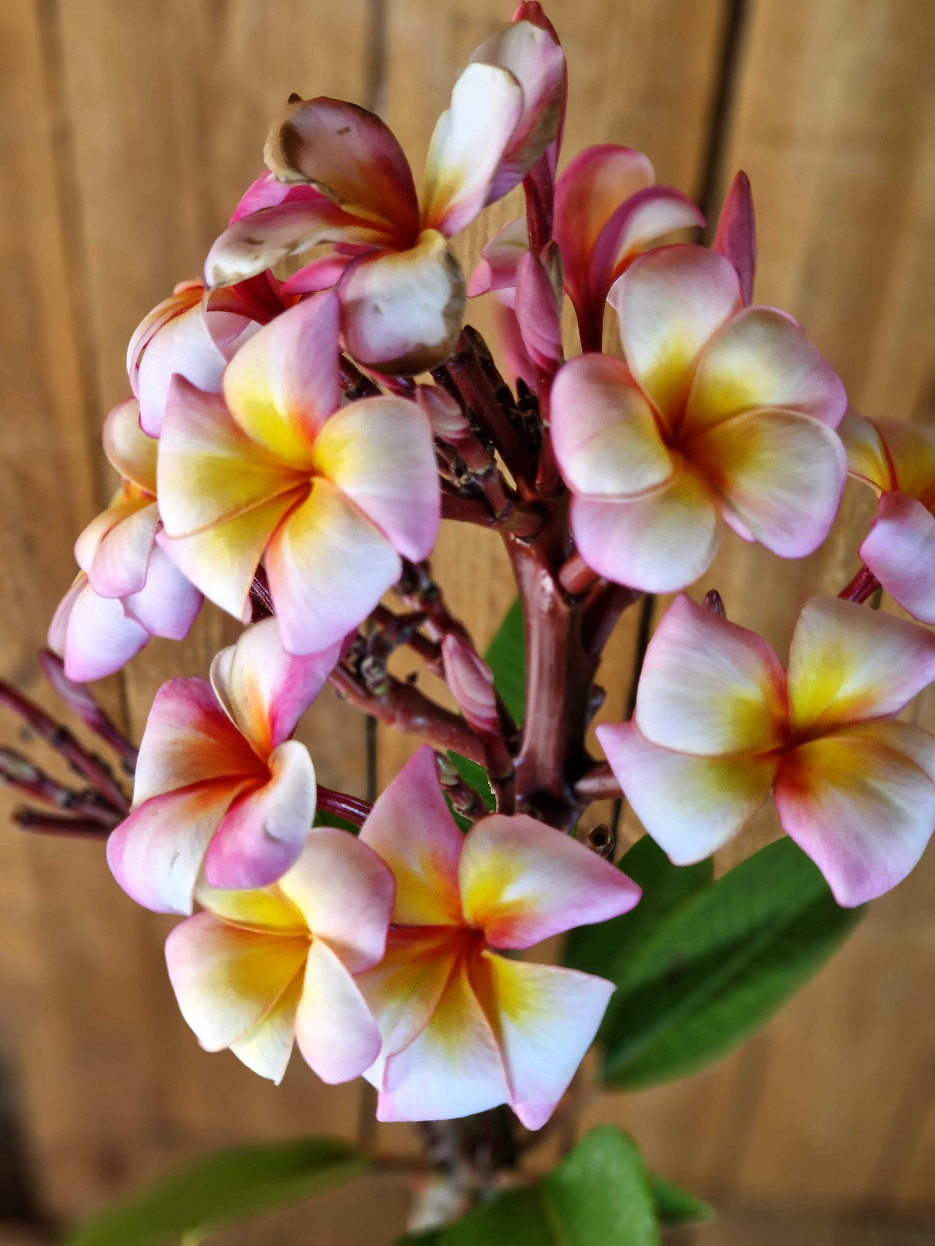 Frangipani "Thumalina" Ø 20  - Plumeria rubra - Pomelia